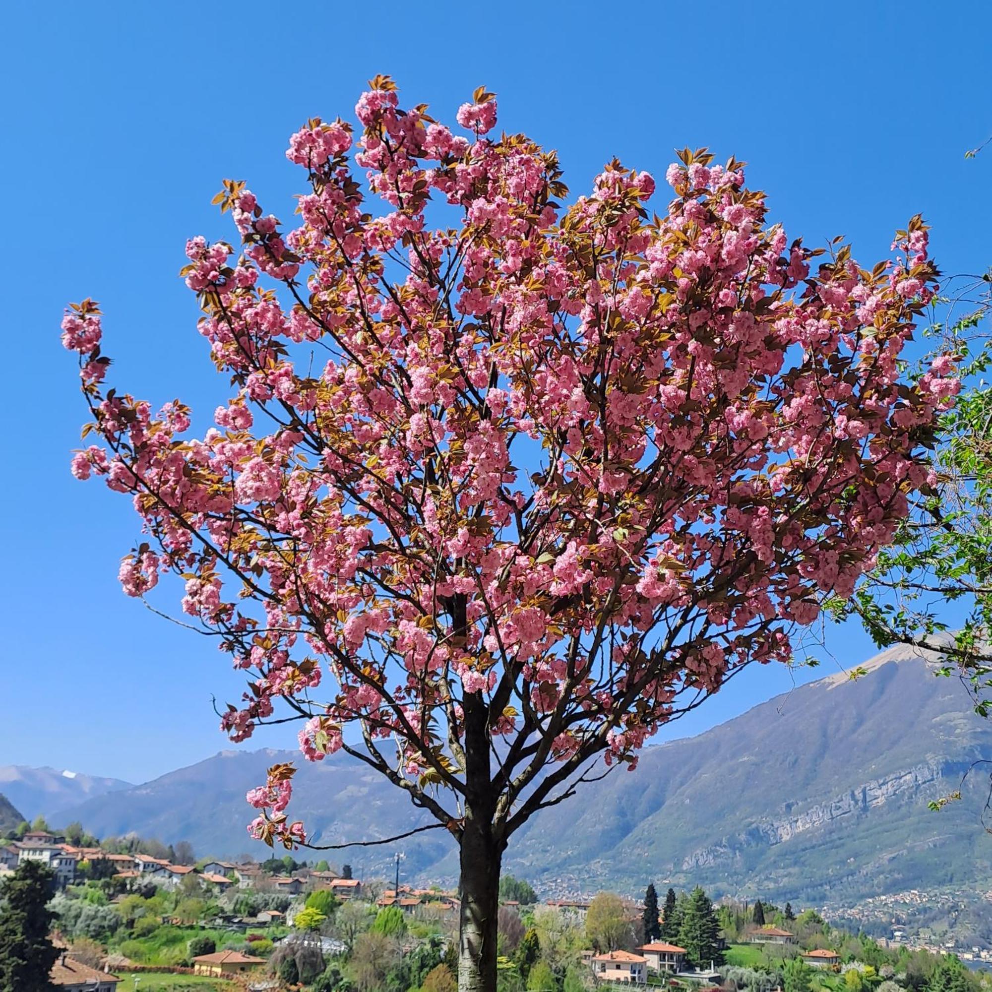 Villa Primula Bellagio Luaran gambar